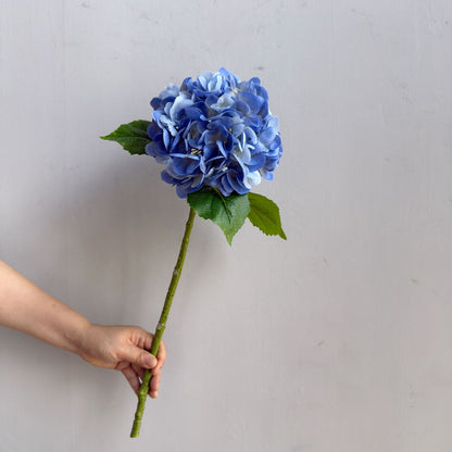 Hortensie Dekorativstiel