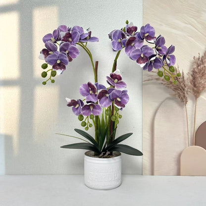 Dekorative Topfpflanzen-Orchideen-Anordnung für Tischdeko