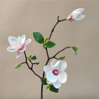 Elegante Seidenmagnolienblütenzweig