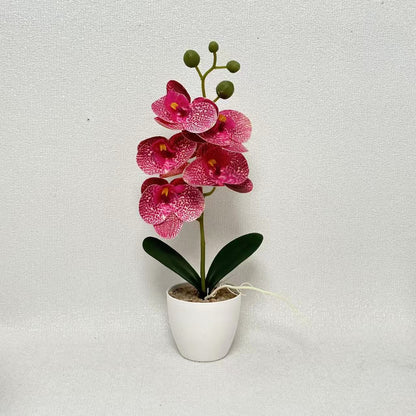 Elegante dekorative Orchideenpflanze für die Inneneinrichtung