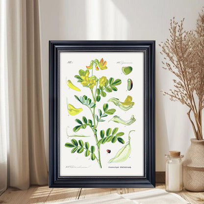 Botanischer Kunstdruck