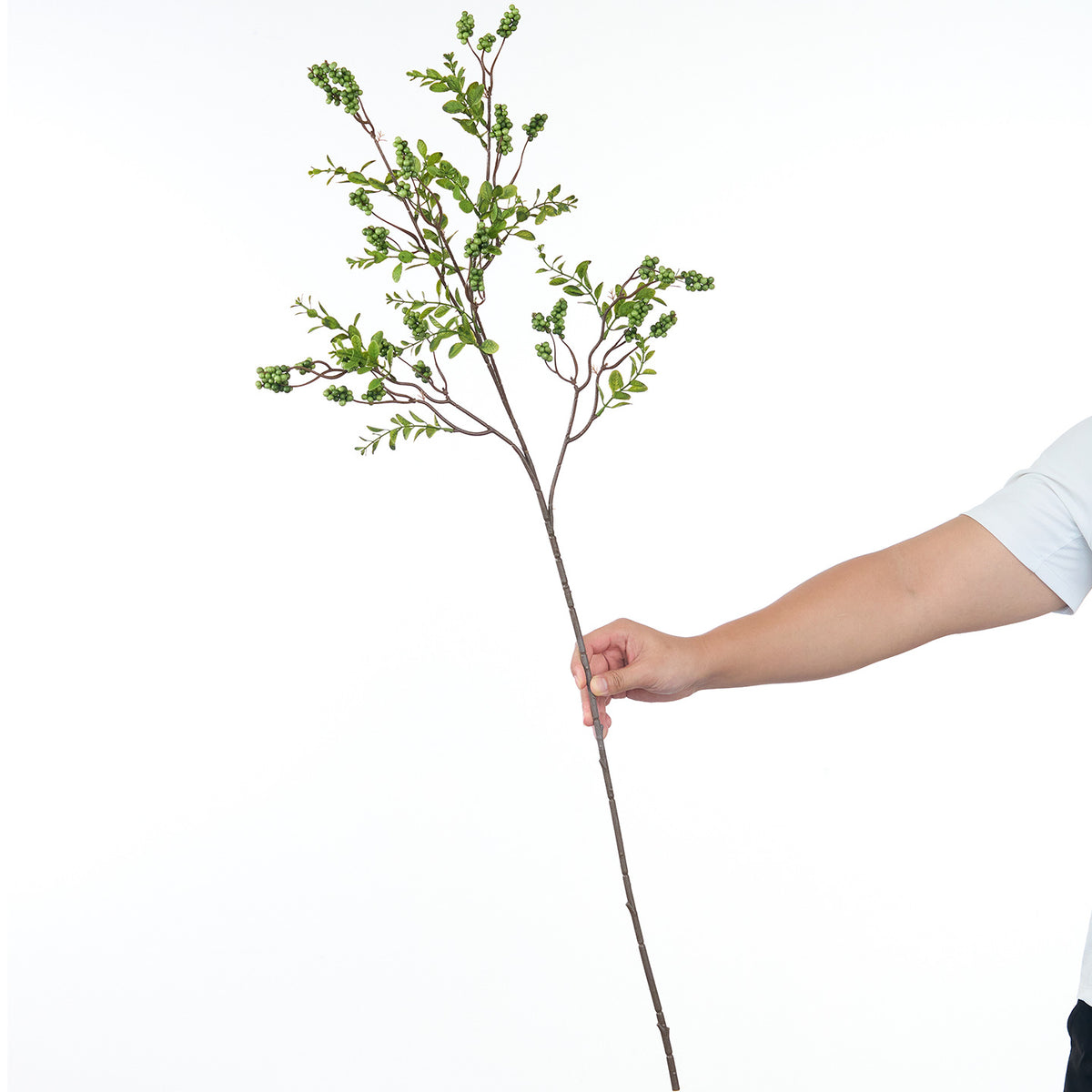 Dekorative Botanische Stiel
