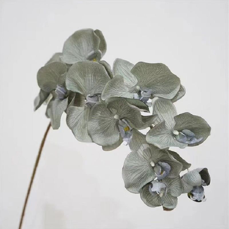Elegante Orchidee Stiel