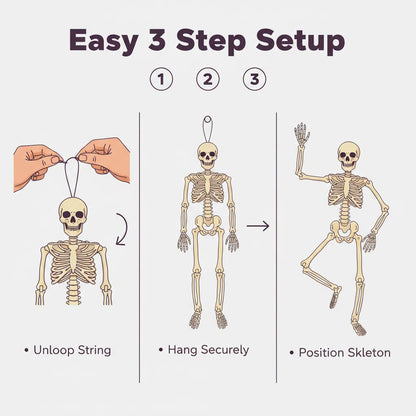 Anatomisches Lehrskelett