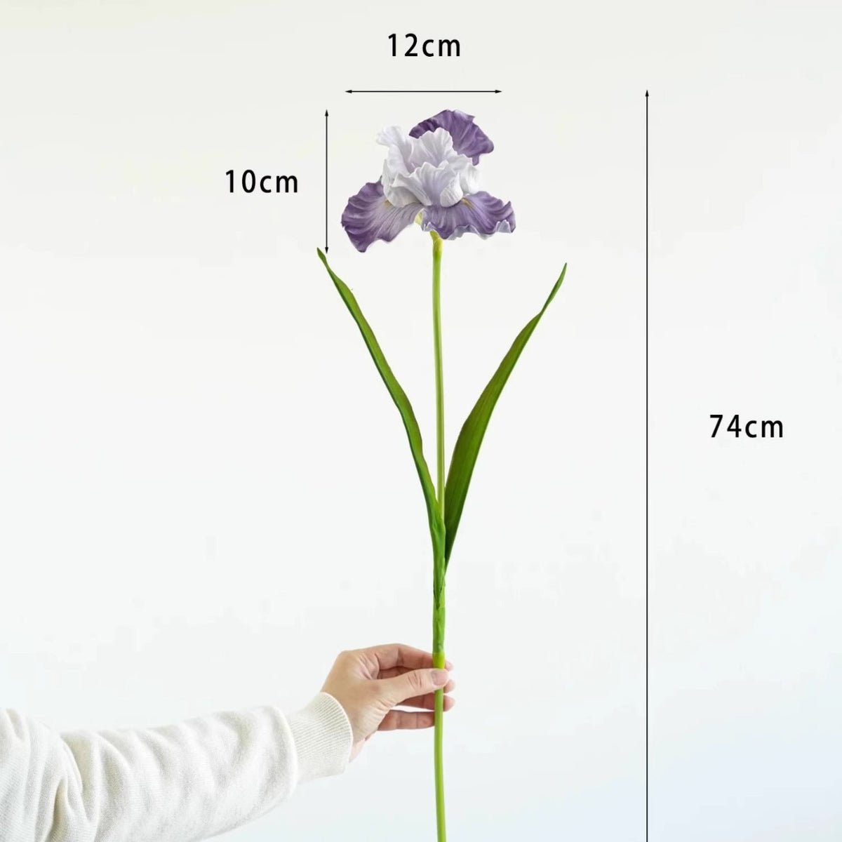 Dekorativer Iris-Blumenstiel
