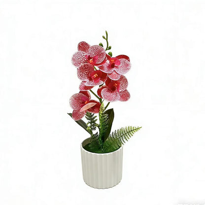 Dekorative Orchideenpflanzenanordnung 1790480742 für Dekoration
