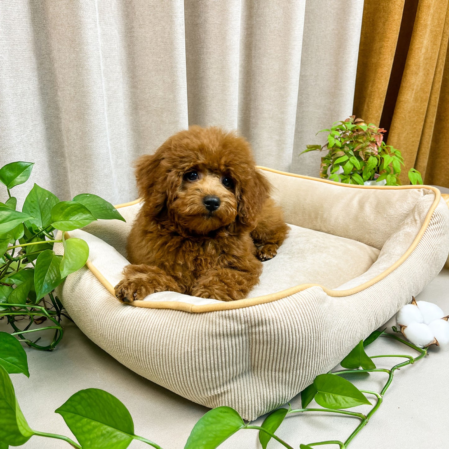 Gemütliches Corduroy-Hundebett