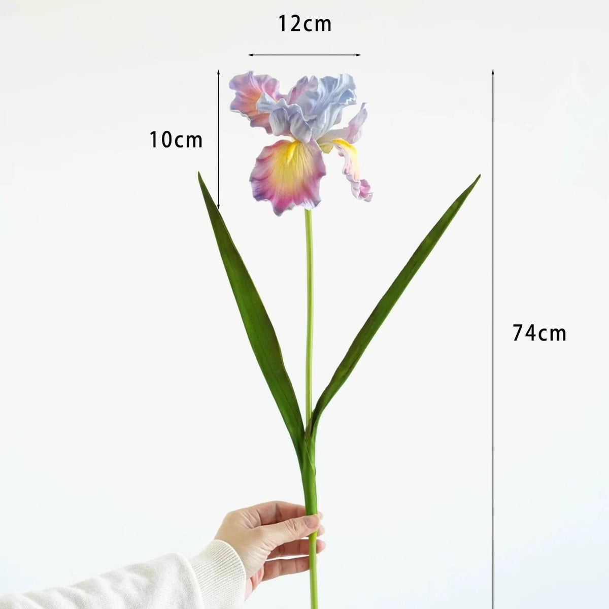 Dekorativer Iris-Blumenstiel