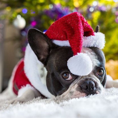 Weihnachtsmannhut für Hunde