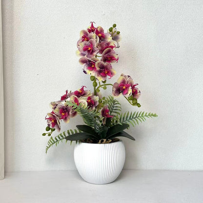 Dekorative Orchideenpflanze für dekorative Wohnraumgestaltung