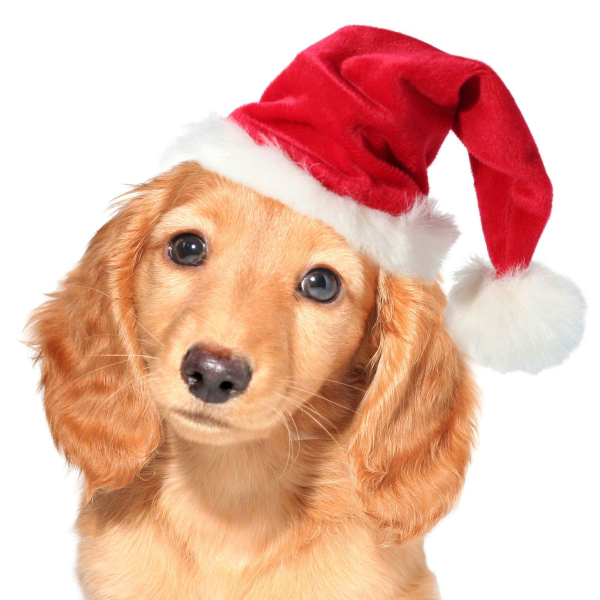 Weihnachtsmannhut für Hunde