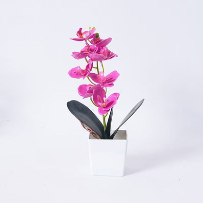 Elegante Orchideenpflanze Dekoration