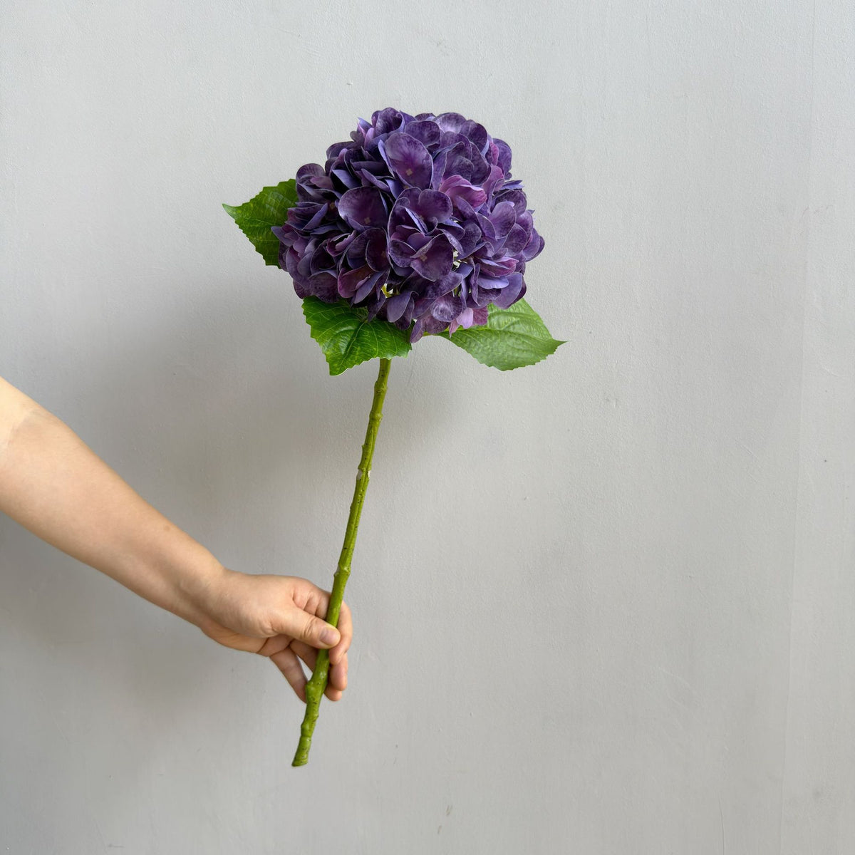 Hortensie Dekorativstiel