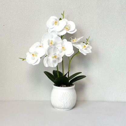 Elegante Orchideen Blumen Display