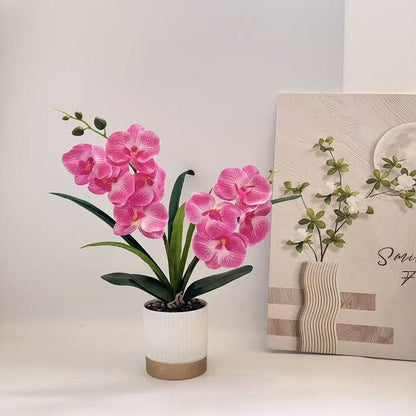 Orchideen-Blumen-Topfarrangement