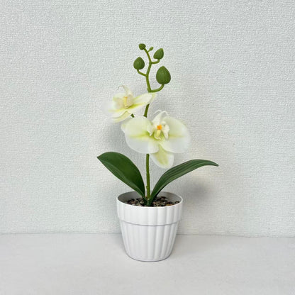 Lebensechte Orchidee Pflanze in dekorativem Keramiktopf für Dekor