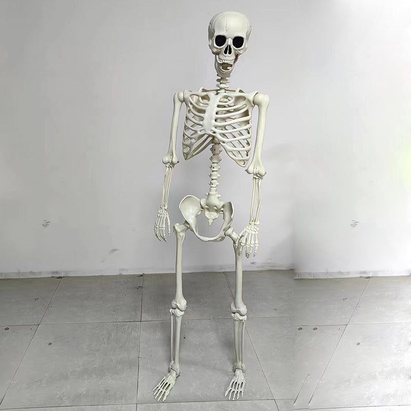 Anatomisches Modell