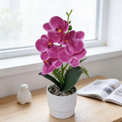 Exotische Orchideenpflanzenanordnung
