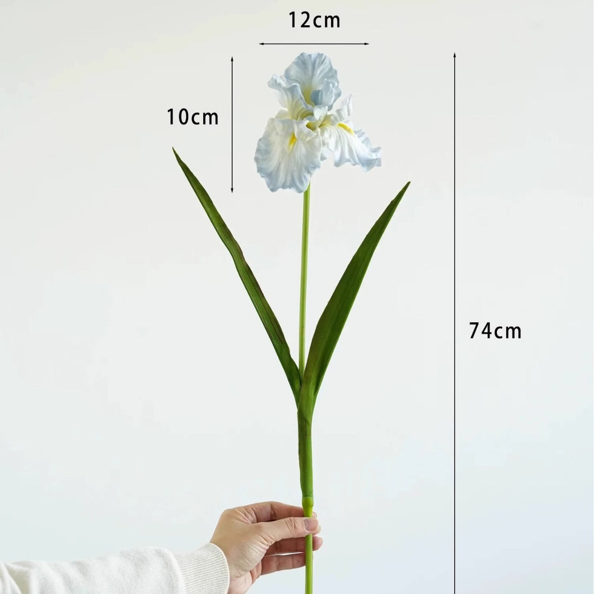 Dekorativer Iris-Blumenstiel
