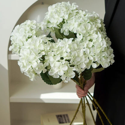 Hydrangea Dekorativer Floraler Stiel