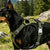 Hundegeschirr