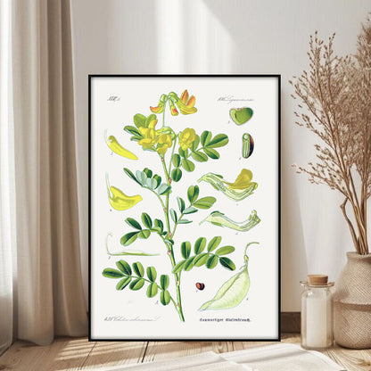 Botanischer Kunstdruck