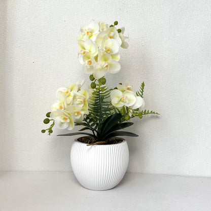 Dekorative Orchideenpflanze für dekorative Wohnraumgestaltung
