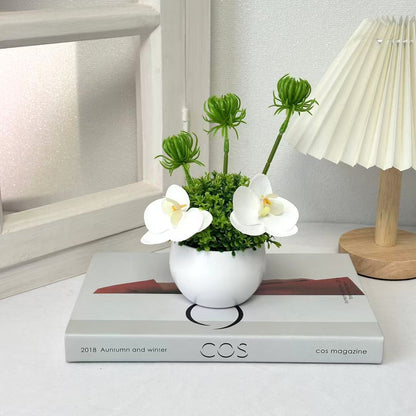 Dekoratives Orchideen- und Grünpflanzen-Arrangement