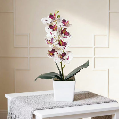 Elegante Orchideenpflanze Dekoration