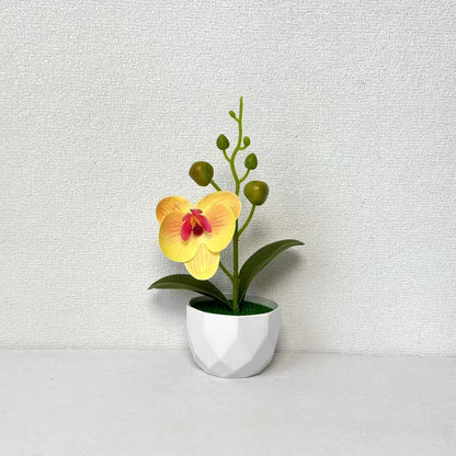Orchideenpflanzenarrangement