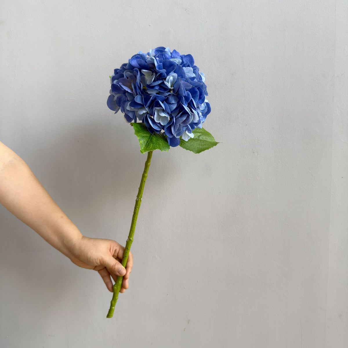 Hortensie Dekorativstiel