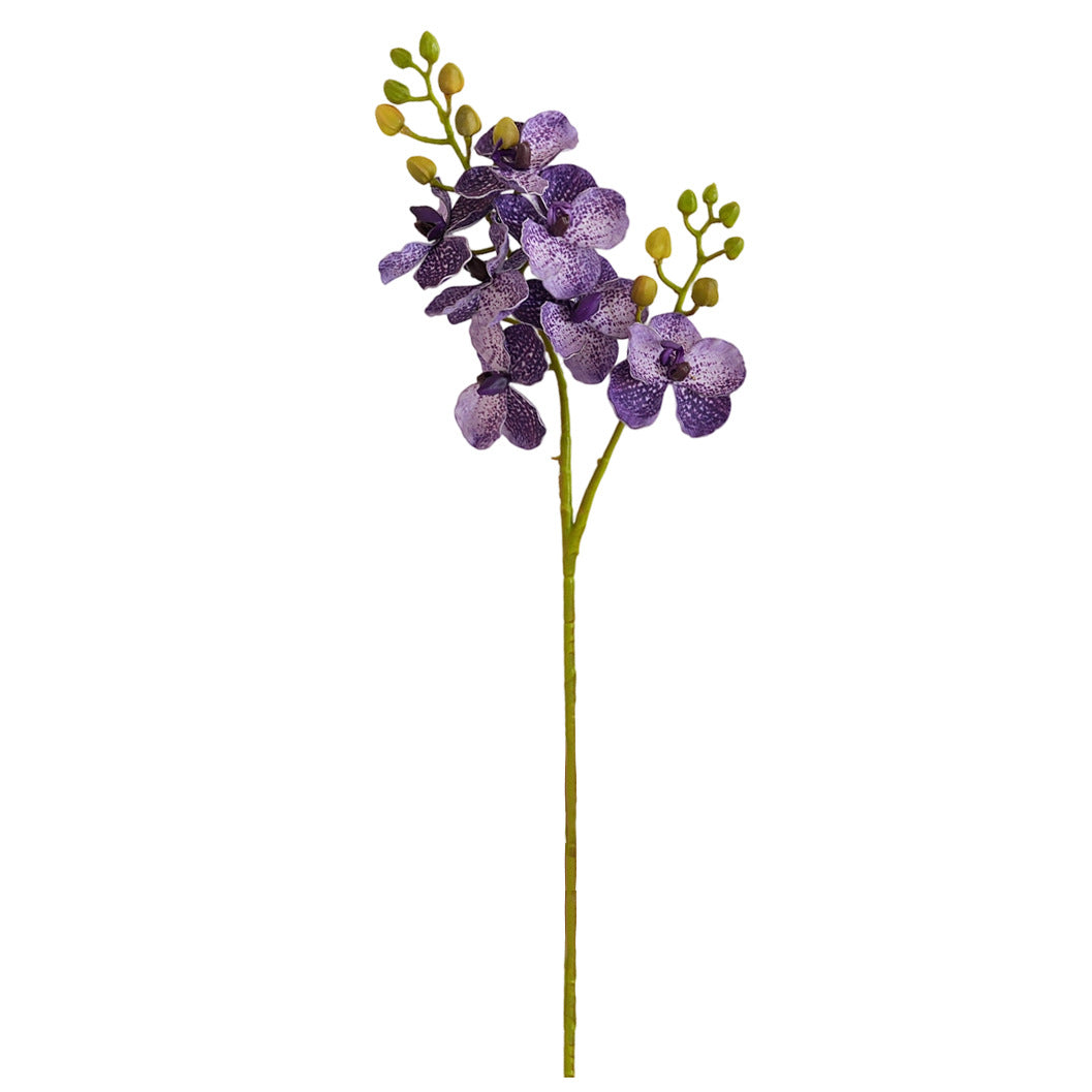 Elegante Orchideen-Stängel Brehn
