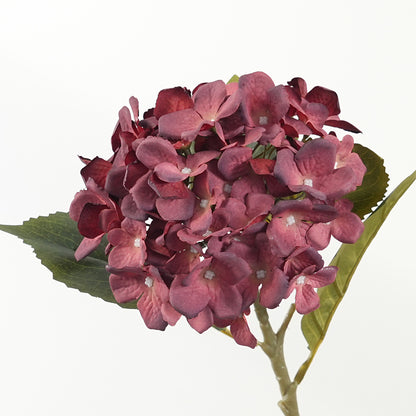 Dekorativer Hortensienstiel