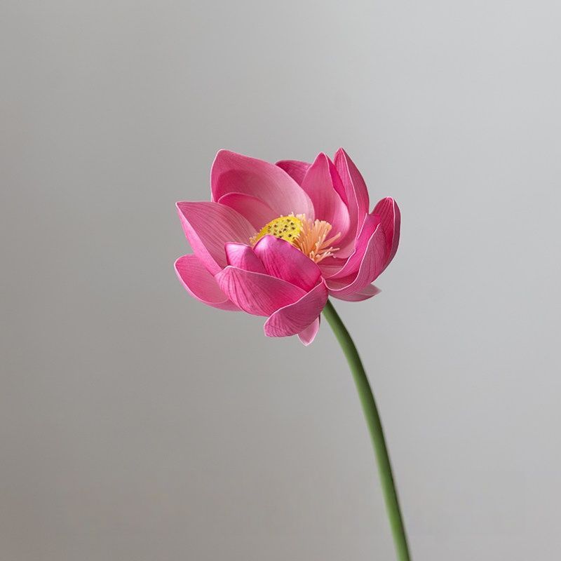 Realistische Lotusblumenarrangement