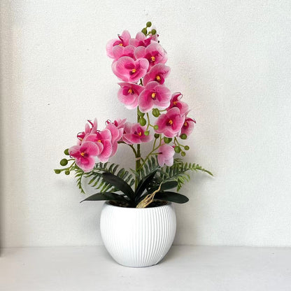 Dekorative Orchideenpflanze für dekorative Wohnraumgestaltung