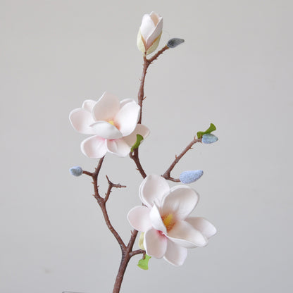 Magnificent Seident magnolia blumenstiel