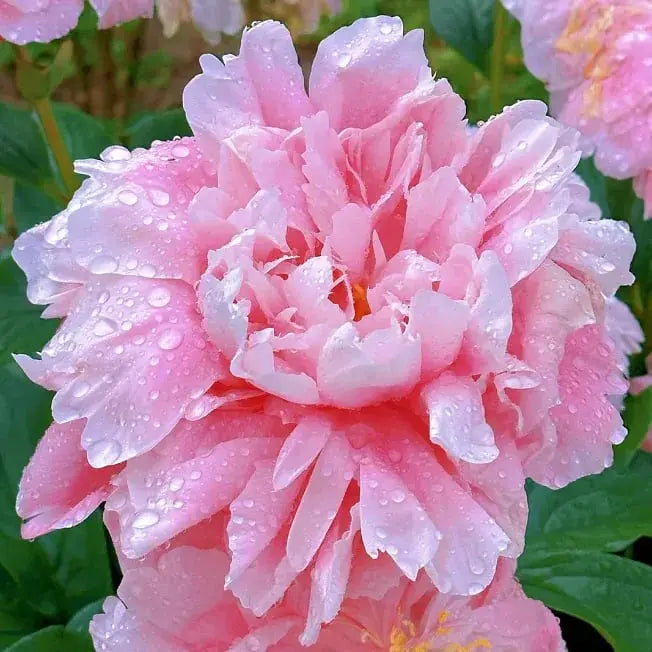 Pfingstrosensamen “Doppelblütige Piani” – Königin der Blumen für Ihren Garten