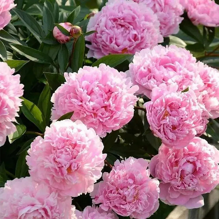 Pfingstrosensamen “Doppelblütige Piani” – Königin der Blumen für Ihren Garten