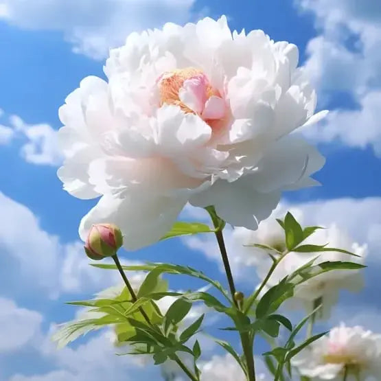 Pfingstrosensamen “Doppelblütige Piani” – Königin der Blumen für Ihren Garten