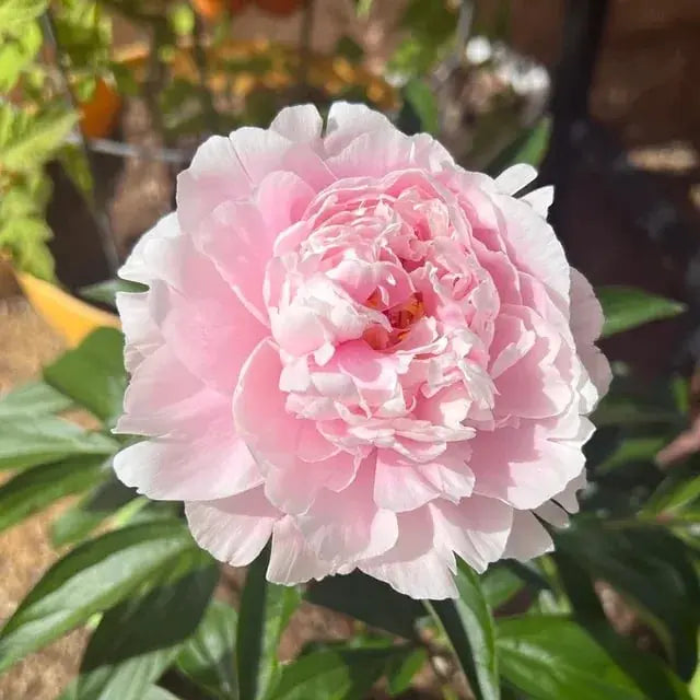 Pfingstrosensamen “Doppelblütige Piani” – Königin der Blumen für Ihren Garten