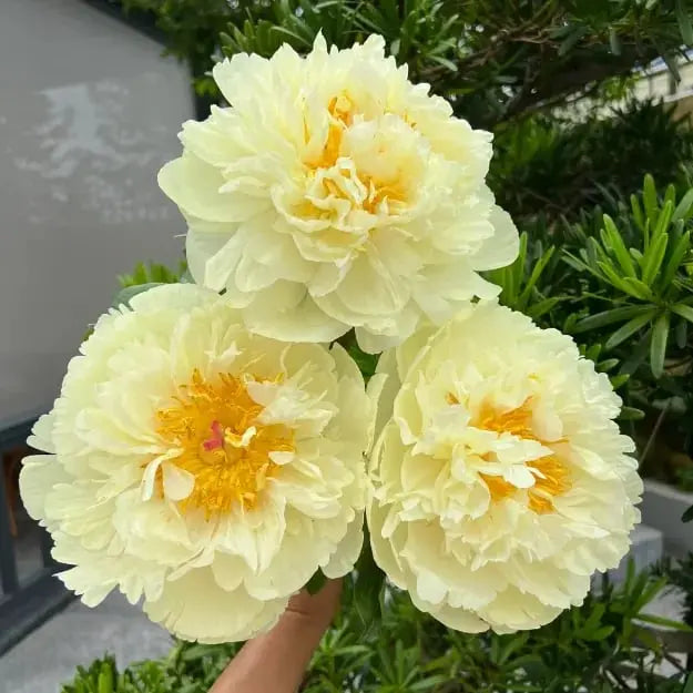 Pfingstrosensamen “Doppelblütige Piani” – Königin der Blumen für Ihren Garten