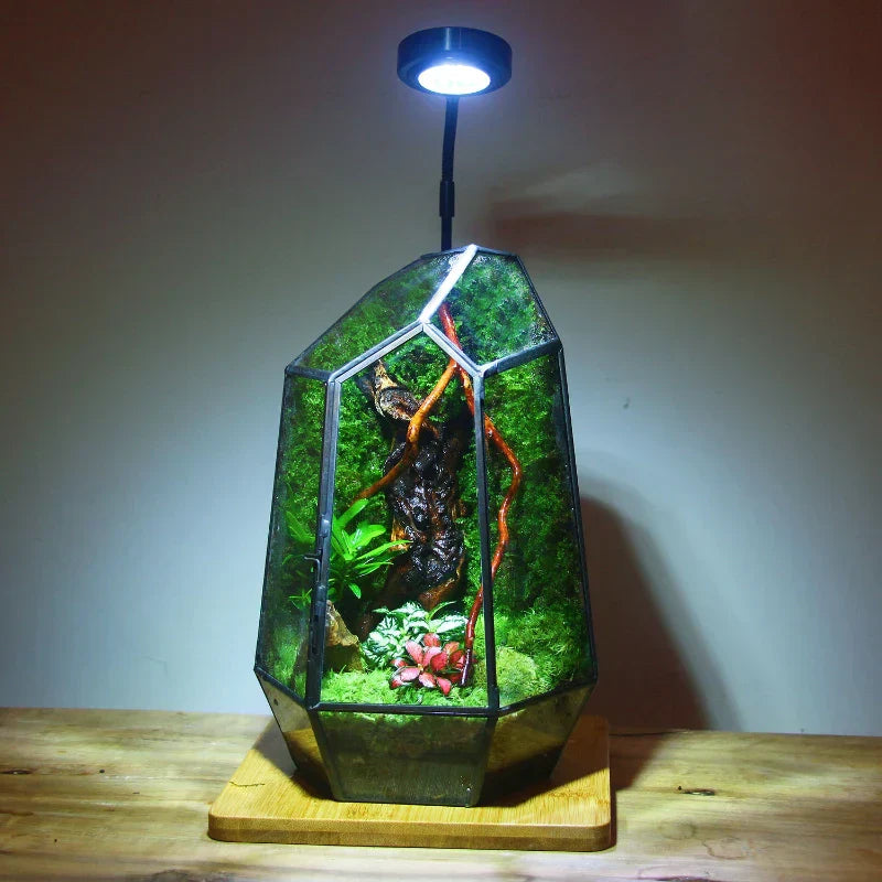 Moderner geometrischer, von der Natur inspirierter botanischer Terrarium