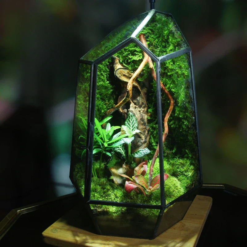 Moderner geometrischer naturinspirierter botanischer Terrarium | Brehn