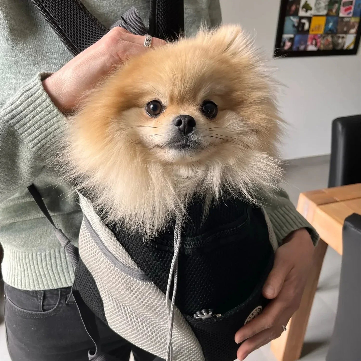Brehn | Rucksack mit Mesh für Haustiere für Spaziergänge und Wanderungen