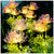 Solarbetriebene Blumenbeleuchtung für den Außenbereich – 2er-Pack LED-Gartenbeleuchtung