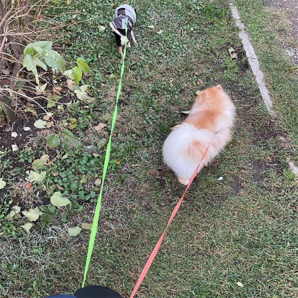 TangleFree Doppelleine – Verwicklungsfreies Leinen für einfaches Gehen mit zwei Hunden | Brehn