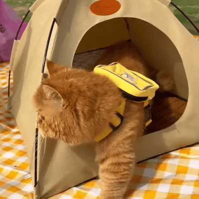 Kühlender Katzenzelt - CoolCat Rückzug | Brehn