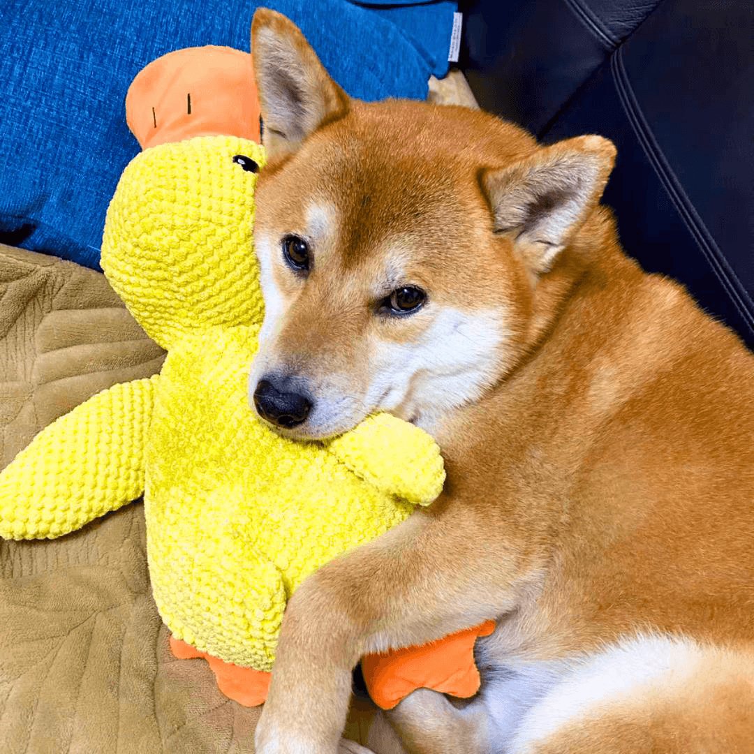 Beruhigender Enten für Hunde