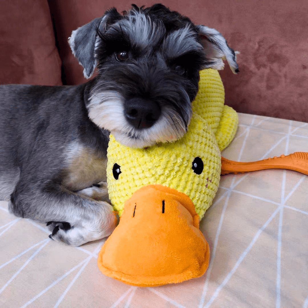 Beruhigender Enten für Hunde
