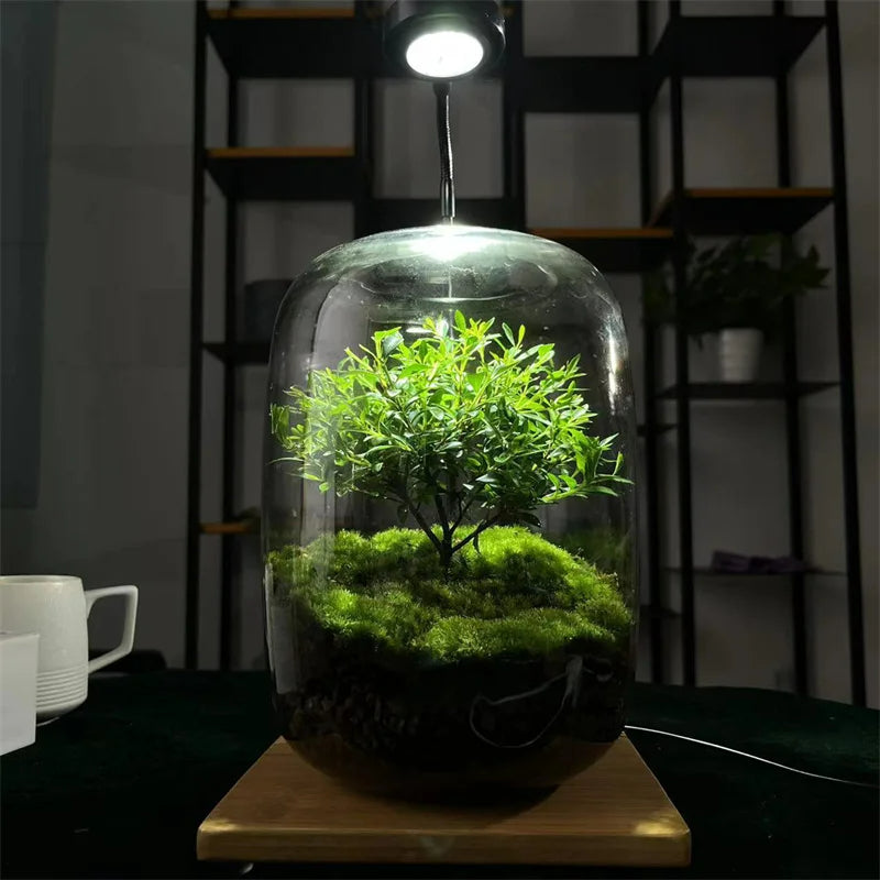 Micro Landschaft Grüner Oase Glasvasen | Brehn